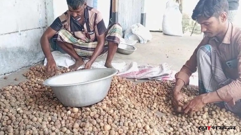 নষ্ট সুপারিতেই মিলছে বাড়তি আয়, বদলাচ্ছে কৃষকের ভাগ্য
