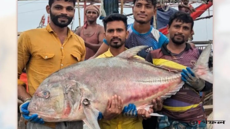জেলের জালে দেড় মণ তবল মাছ বিক্রি ৩৬ হাজার টাকায়