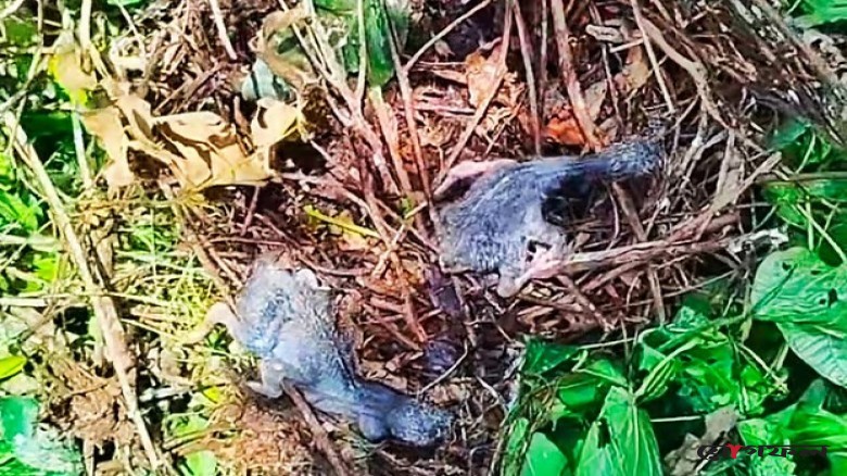 ‘পাখি কলোনি’তে গাছ কেটে পাখির বাসা-ডিম নষ্ট, গ্রেপ্তার ১