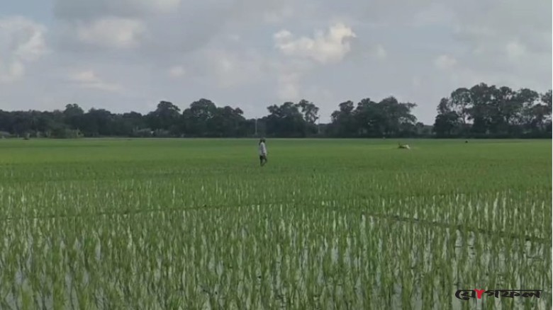 রাজবাড়ীতে সারের সংকট, বাড়তি দামে বিক্রির অভিযোগ